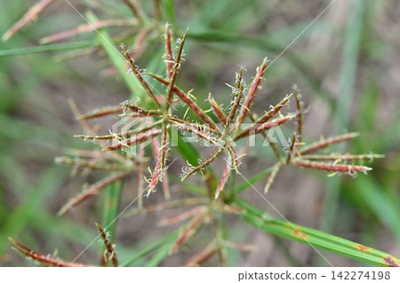 Hamasuge (a type of sedge) Hamasuge (a type of sedge) 142274198
