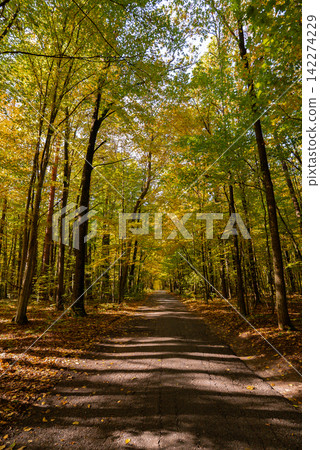 Autumn Forest Landscape With Fallen Leaves. Autumn nature concept representing seasonal transformation renewal and tranquility, where fallen leaves and colorful woodland create peaceful environment Autumn Forest Landscape With Fallen Leaves. Autumn nature concept representing seasonal transformation renewal and tranquility, where fallen leaves and colorful woodland create peaceful environment 142274229