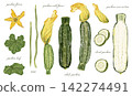 A set of rough, hand-drawn watercolor zucchini materials. 142274491