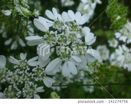Orurea Orurea 142274756