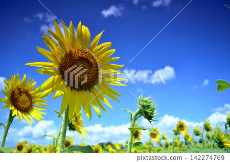 Sunflower field I saw someday Sunflower field I saw someday 142274769