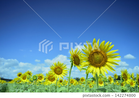Sunflower field I saw someday Sunflower field I saw someday 142274800