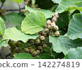 A witch hazel tree bearing many fruits. A witch hazel tree bearing many fruits. 142274819