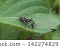 A predation scene of the carnivorous stink bug, the striped assassin bug. 142274829