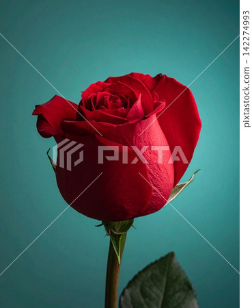a rose of a red flower isolated in a gradient background a rose of a red flower isolated in a gradient background 142274993
