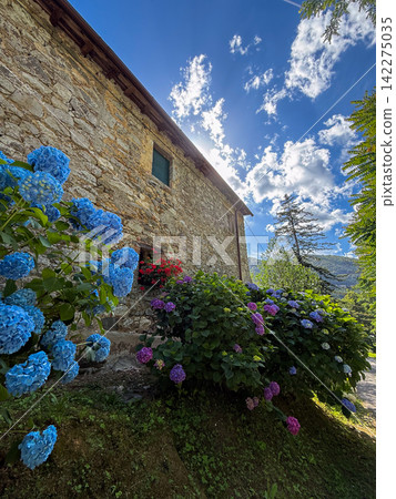 Stone house with blue and purple hydrangeas in summer garden Stone house with blue and purple hydrangeas in summer garden 142275035