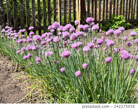 Chive blossoms blooming in a garden bed Chive blossoms blooming in a garden bed 142275038