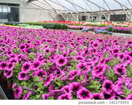 Purple petunia flowers blooming in a greenhouse nursery Purple petunia flowers blooming in a greenhouse nursery 142275053
