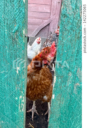 Brown chicken peeking through green wooden fence Brown chicken peeking through green wooden fence 142275065