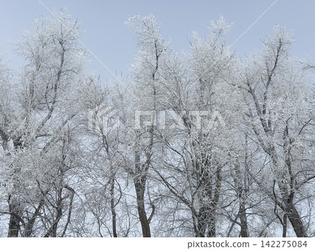 Icy winter trees branching against a clear sky Icy winter trees branching against a clear sky 142275084