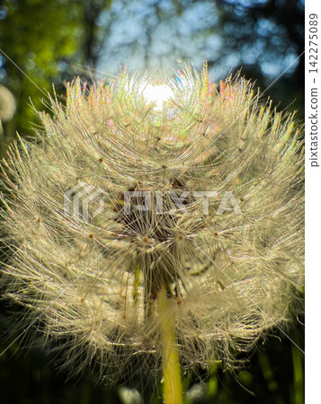 Dandelion clock shining with sun flare light Dandelion clock shining with sun flare light 142275089