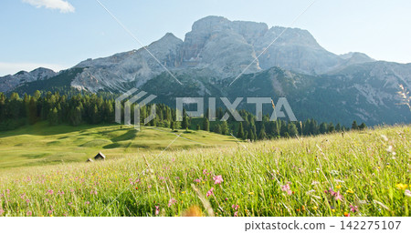 Idyllic alpe di siusi meadow with dolomites mountain views Idyllic alpe di siusi meadow with dolomites mountain views 142275107