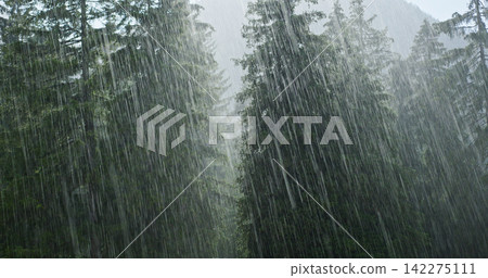 Heavy rain falling on dense spruce forest trees Heavy rain falling on dense spruce forest trees 142275111