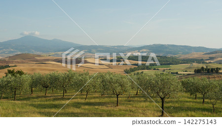 Tuscan countryside landscape featuring olive grove and rolling hills Tuscan countryside landscape featuring olive grove and rolling hills 142275143
