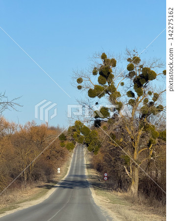 Country road climbing a hill with mistletoe branches 142275162
