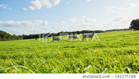 Cattle grazing in lush green pasture under blue sky Cattle grazing in lush green pasture under blue sky 142275166