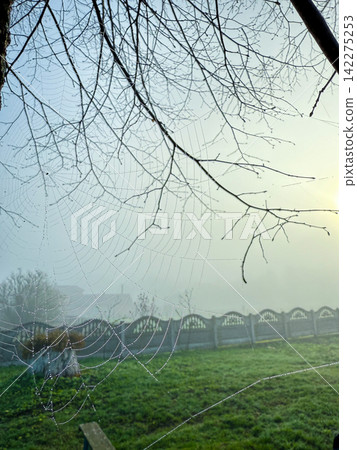 Spiderweb full of dew drops in foggy morning light Spiderweb full of dew drops in foggy morning light 142275253