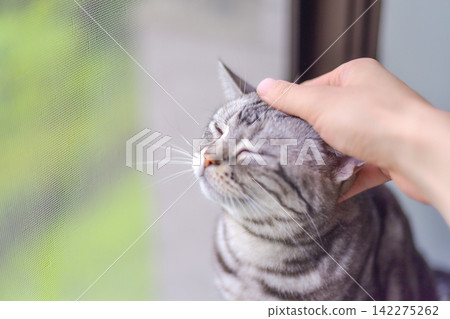 A cat squinting its eyes in contentment as its head is being stroked by the window. A cat squinting its eyes in contentment as its head is being stroked by the window. 142275262