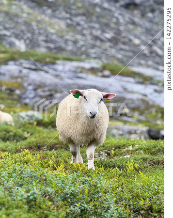 White sheep standing on green mountain pasture, norway White sheep standing on green mountain pasture, norway 142275295