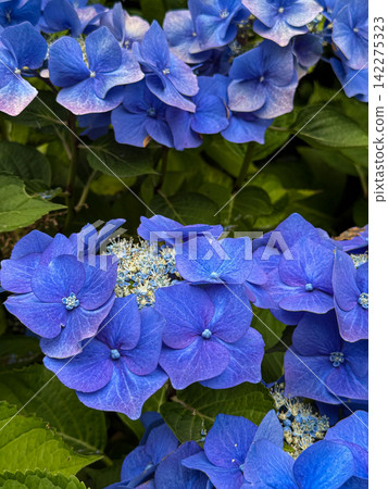 Blue hydrangea flowers blooming in vibrant garden Blue hydrangea flowers blooming in vibrant garden 142275323