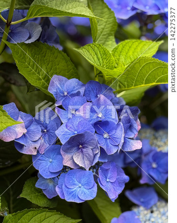 Blue hydrangea flowers blooming in vibrant garden Blue hydrangea flowers blooming in vibrant garden 142275377