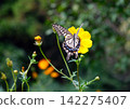Swallowtail butterfly perched on yellow cosmos 142275407