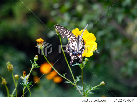 Swallowtail butterfly perched on yellow cosmos Swallowtail butterfly perched on yellow cosmos 142275407