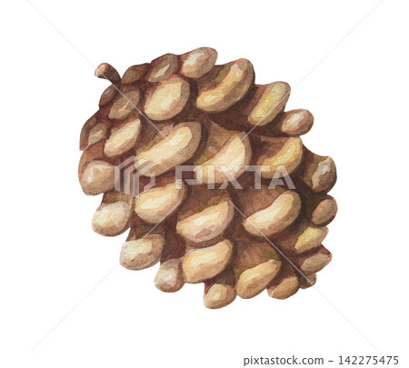 Watercolor brown pine cone. Vintage winter forest illustration shows realistic pinecone conifer strobile object. Botanical natural plant suits Christmas holiday card decor. Organic seasonal graphic. Watercolor brown pine cone. Vintage winter forest illustration shows realistic pinecone conifer strobile object. Botanical natural plant suits Christmas holiday card decor. Organic seasonal graphic. 142275475
