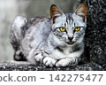 A cat lying on the stairs in an alleyway with its tongue sticking out. 142275477