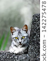 A cat lying on a staircase in an alleyway with its tongue sticking out (vertical composition) 142275478
