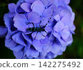 Hydrangeas and longhorn beetles 2 142275492
