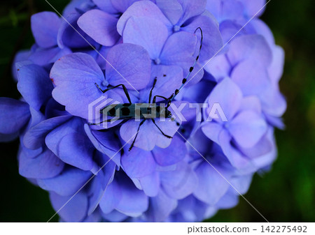 Hydrangeas and longhorn beetles 2 142275492