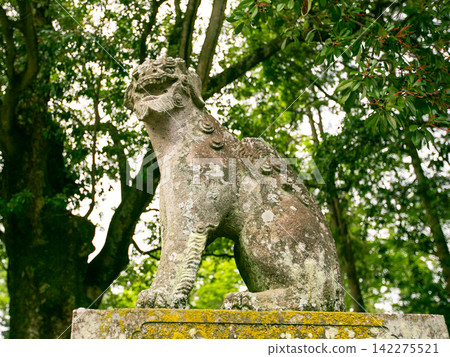 吹崎神社的小犬(守護獅子狗) 吹崎神社的小犬(守護獅子狗) 142275521