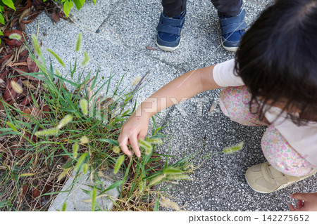A child squatting by the roadside, picking foxtail grass. A child squatting by the roadside, picking foxtail grass. 142275652