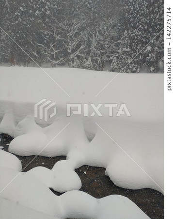 冬日溪流被白雪覆蓋:岩井瀑布周圍的雪景 冬日溪流被白雪覆蓋:岩井瀑布周圍的雪景 142275714
