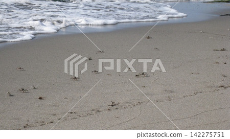 海浪拍打著沙灘,一群招潮蟹四處亂竄。 海浪拍打著沙灘,一群招潮蟹四處亂竄。 142275751