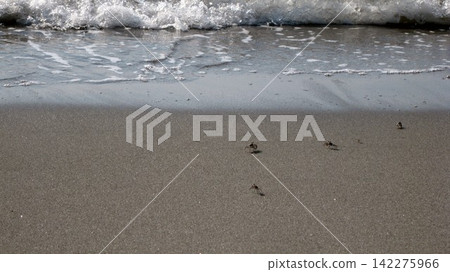 Waves crashing onto the sandy beach and a group of fiddler crabs scurrying about. Waves crashing onto the sandy beach and a group of fiddler crabs scurrying about. 142275966