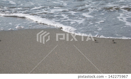 Waves crashing onto the sandy beach and a group of fiddler crabs scurrying about. Waves crashing onto the sandy beach and a group of fiddler crabs scurrying about. 142275967