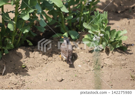 椋鳥飛入蠶豆田的陰涼處。 椋鳥飛入蠶豆田的陰涼處。 142275980