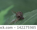 The hunting of the jumping spider, an excellent hunter. 142275985