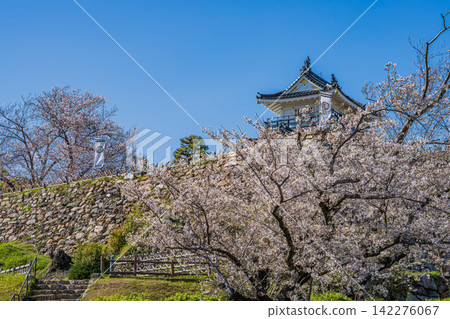 濱松城和濱松市的櫻花（靜岡縣） 142276067