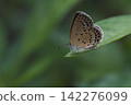 The most commonly seen lycaenid butterfly near human settlements: *Zizeeria maha* 142276099