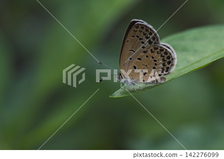 The most commonly seen lycaenid butterfly near human settlements: *Zizeeria maha* The most commonly seen lycaenid butterfly near human settlements: *Zizeeria maha* 142276099