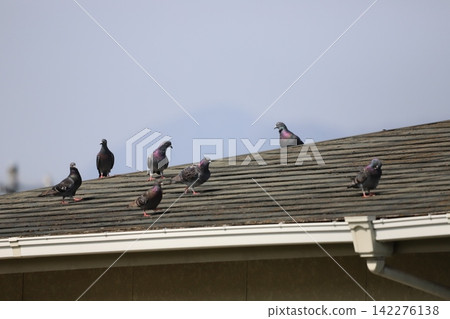 Rock pigeon resting on the roof Rock pigeon resting on the roof 142276138