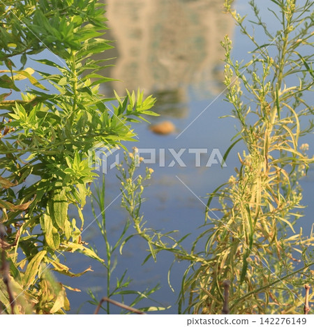 Riverside Vegetation Reflected in the Water Riverside Vegetation Reflected in the Water 142276149