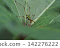 Juvenile black-legged katydid 142276222