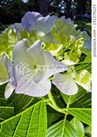 繡球花園裡盛開著白色的繡球花。學名是繡球花。 繡球花園裡盛開著白色的繡球花。學名是繡球花。 142276223