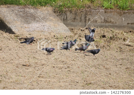 A flock of rock pigeons looking for food in the rice fields A flock of rock pigeons looking for food in the rice fields 142276300