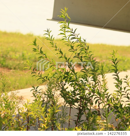 Title: Riverside Vegetation Beneath a Large Bridge Title: Riverside Vegetation Beneath a Large Bridge 142276335