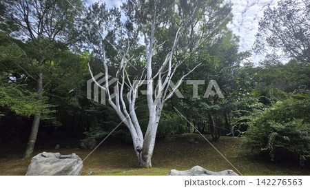 Rare Lacebark pine tree with distinctive white bark in a green forest Rare Lacebark pine tree with distinctive white bark in a green forest 142276563
